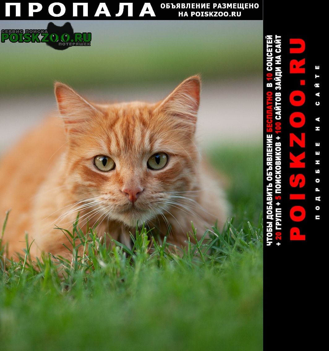 Каменск-Шахтинский Пропал кот похож на этого