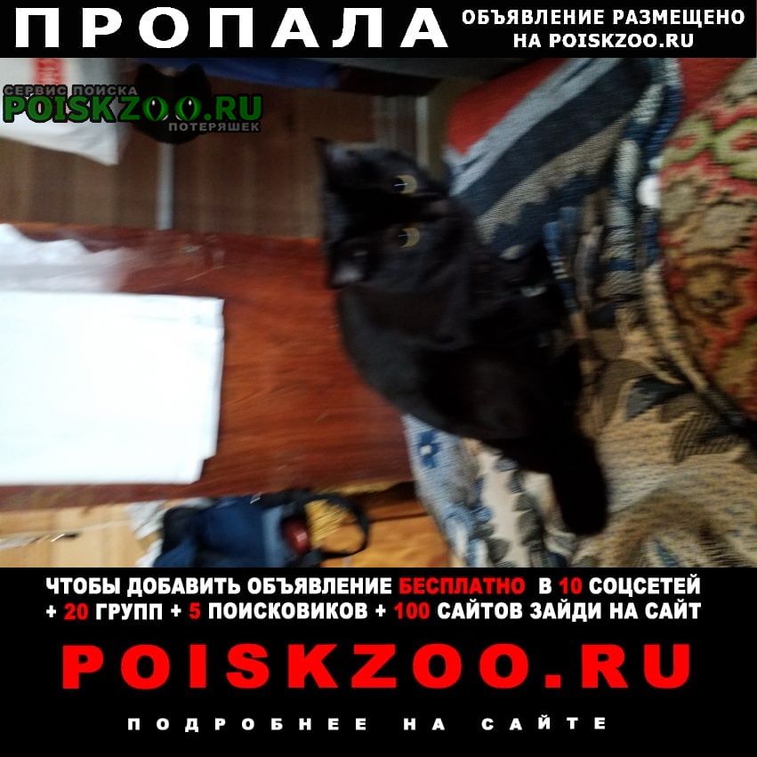 Москва Пропала кошка кот чёрный в ушках белые волоски