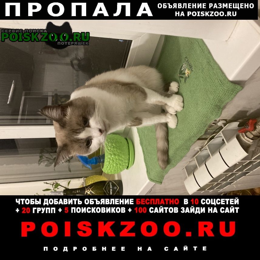Саратов Пропал кот отзывается на кличку котэ