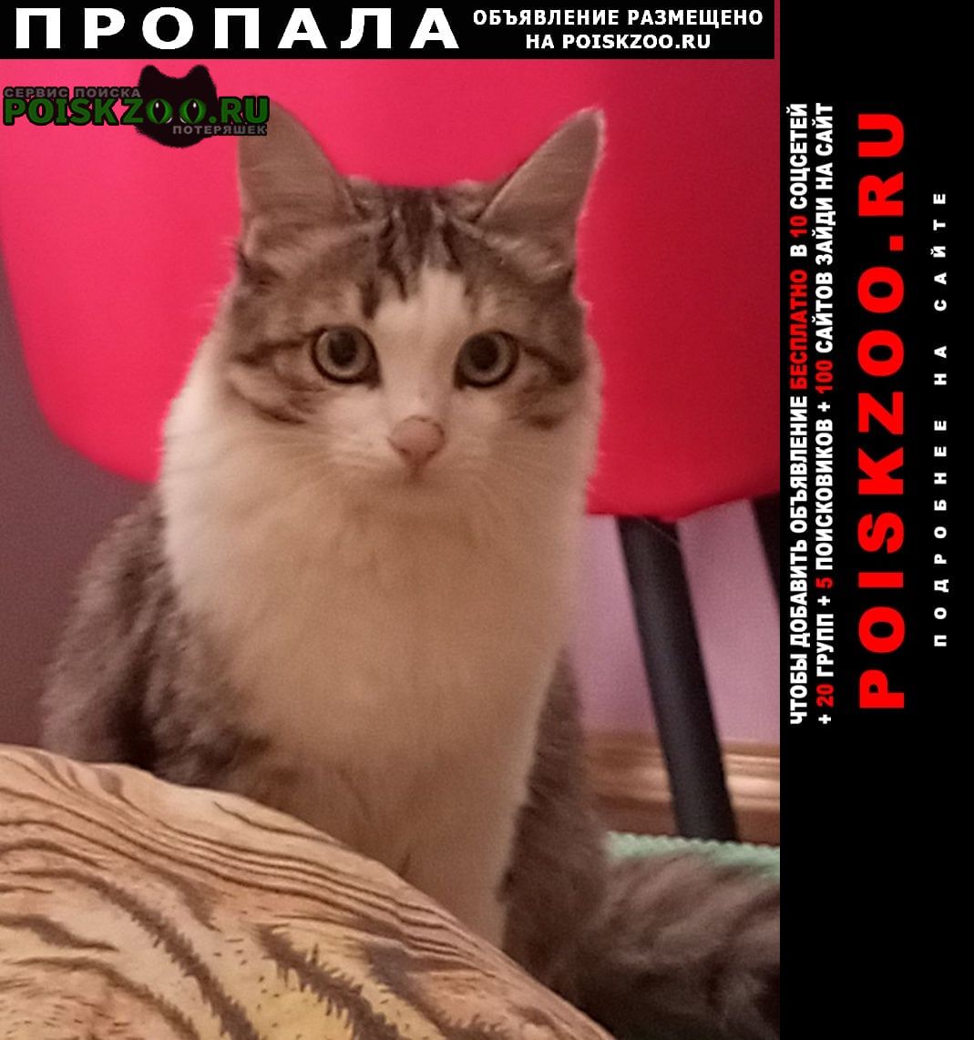 Оренбург Пропала кошка коша бася