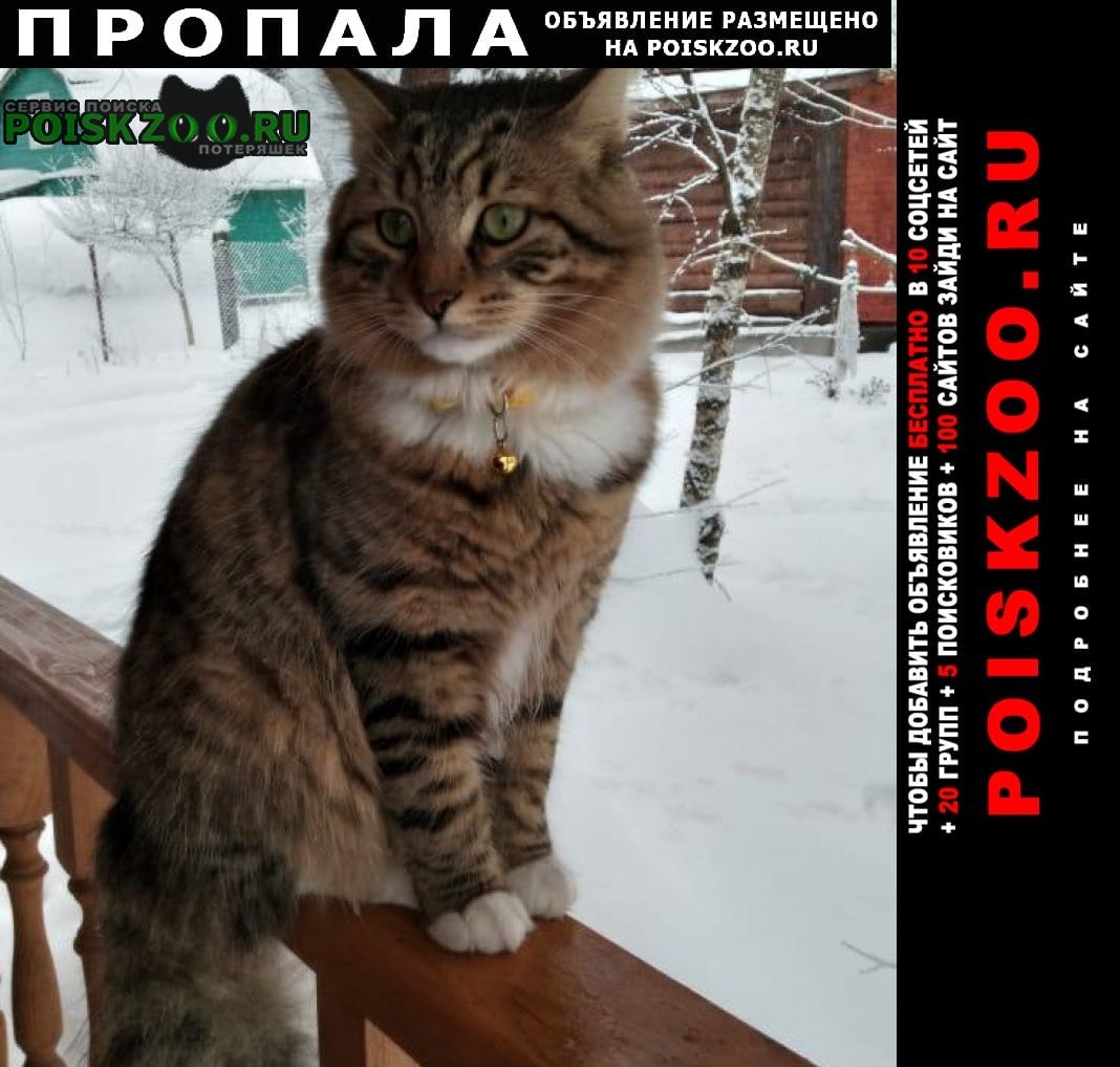 Пропала кошка Москва
