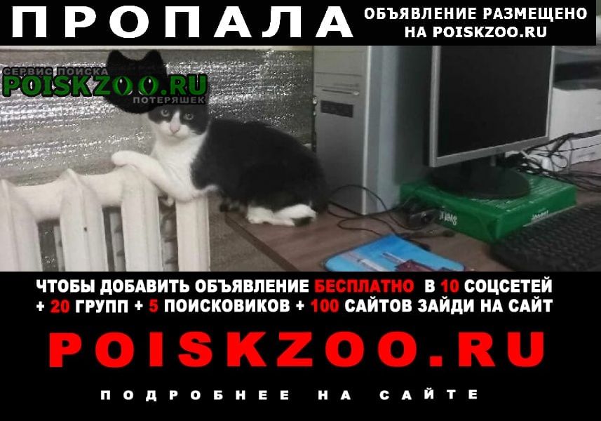 Пропал кот черно-белый Ростов-на-Дону