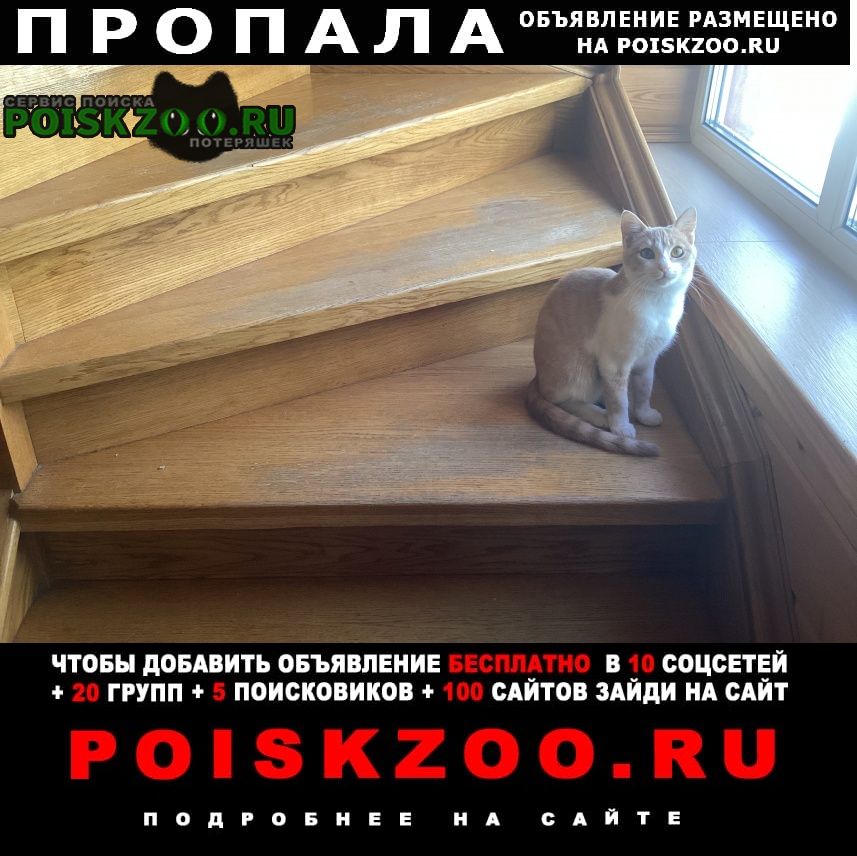 Домодедово Пропала кошка