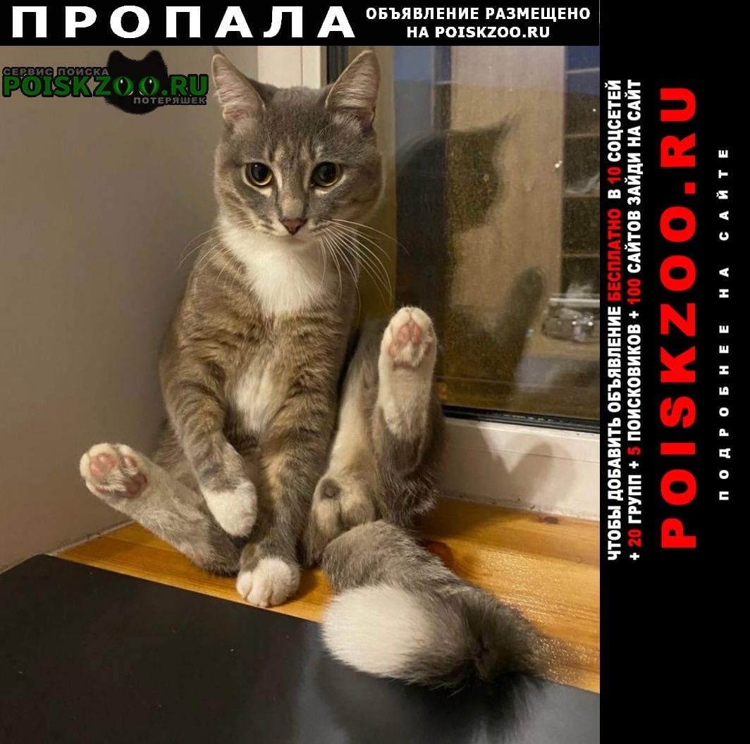 Санкт-Петербург Пропал кот молодой. не кастрирован.