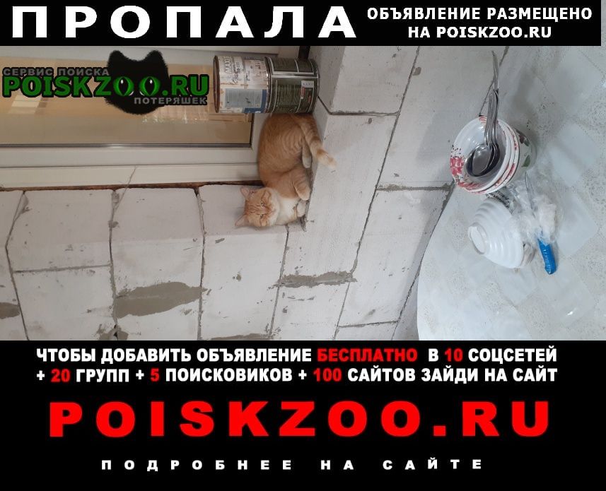 Пропал кот помогите пожалуйста Ростов-на-Дону