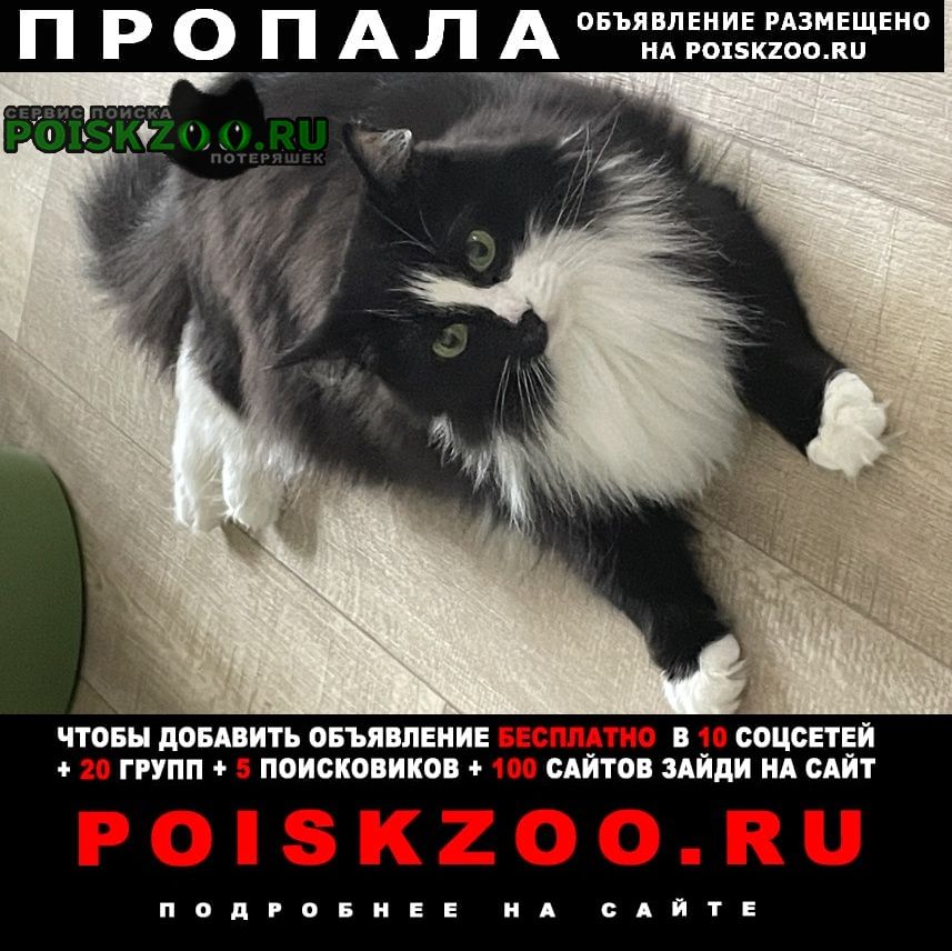 Екатеринбург Пропала кошка