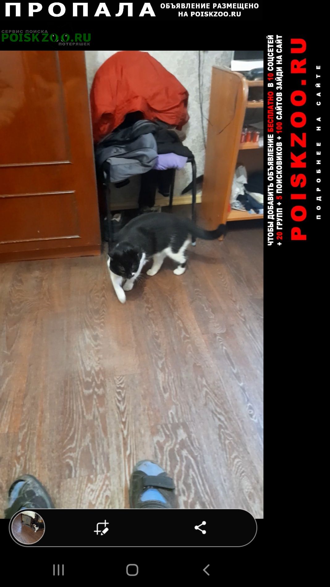 Сызрань Пропал кот. 20 ноября ушел из дома.