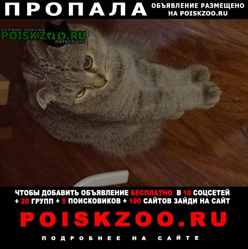 Пропала кошка Железнодорожный (Московск.)