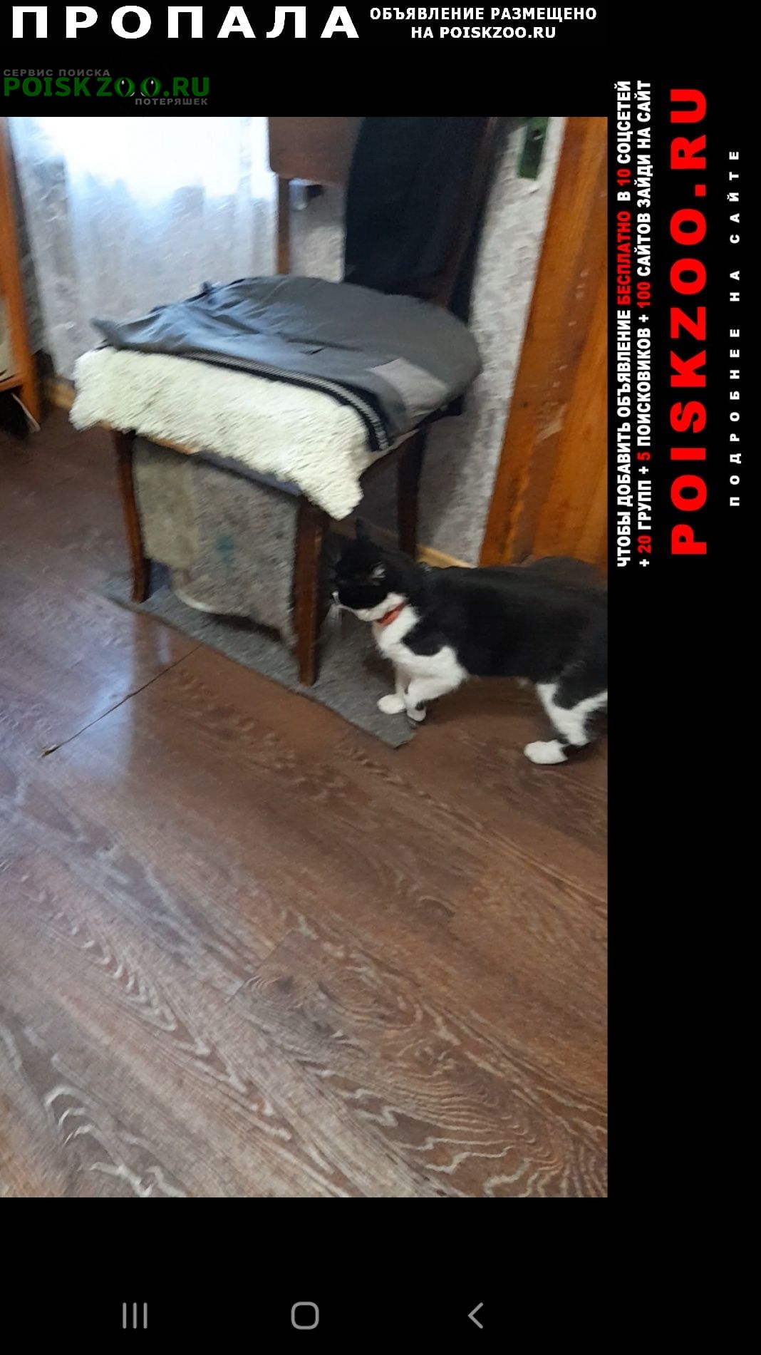 Сызрань Пропал кот. 20 ноября ушел из дома.