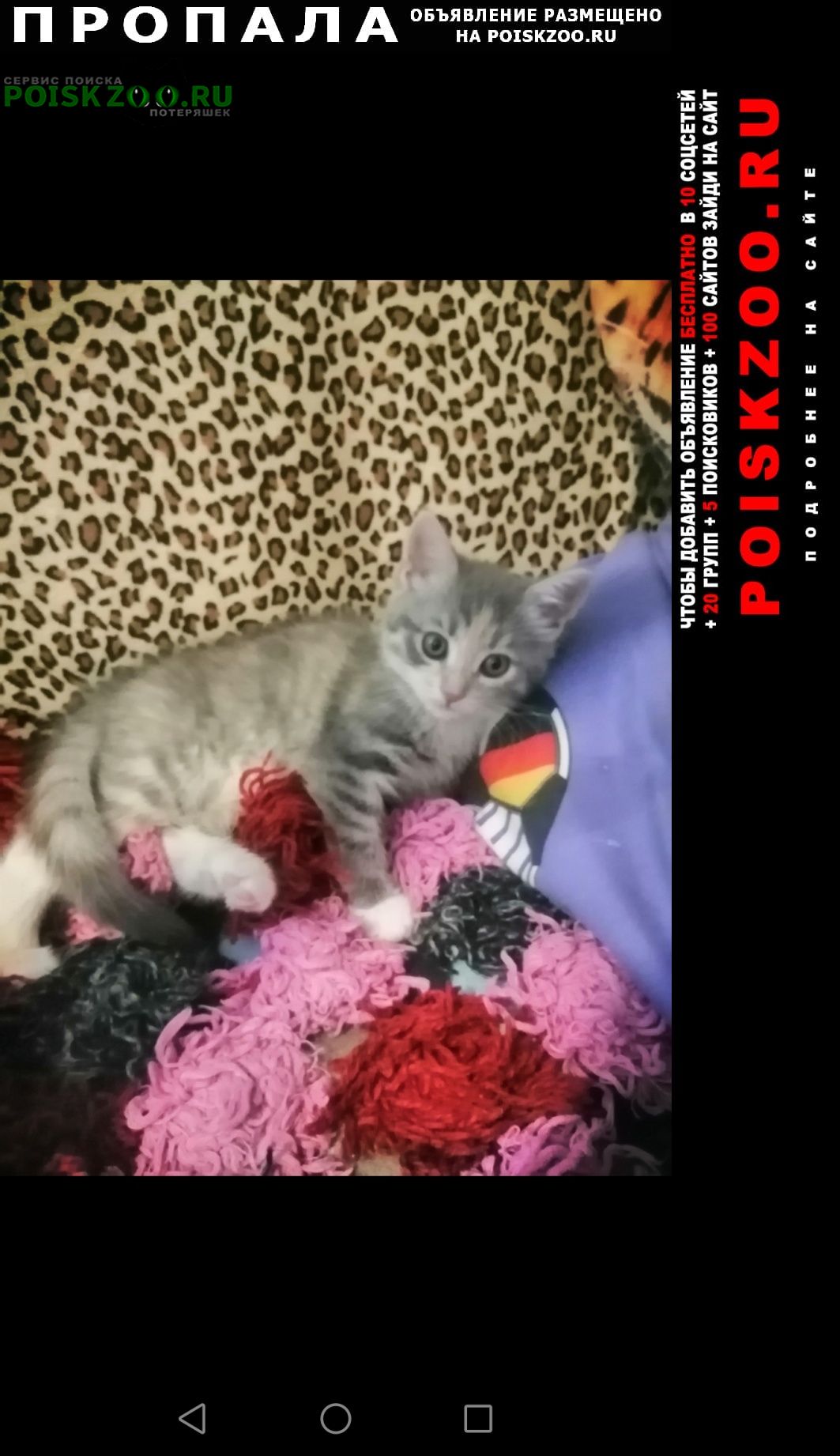 Симферополь Пропала кошка котёнок 4, 5 месяца.