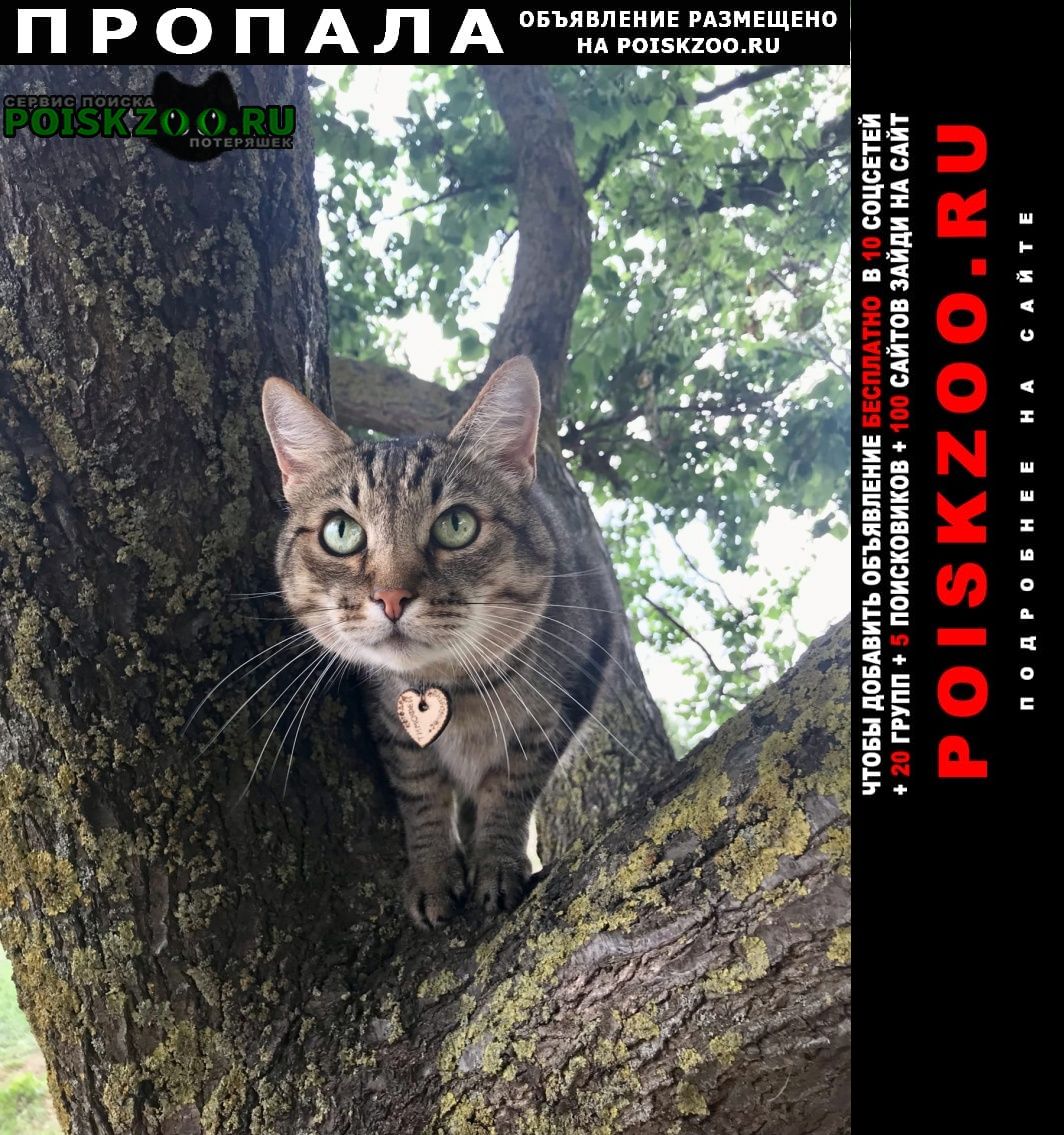 Красный Яр (Астраханская обл.) Пропал кот тимофей