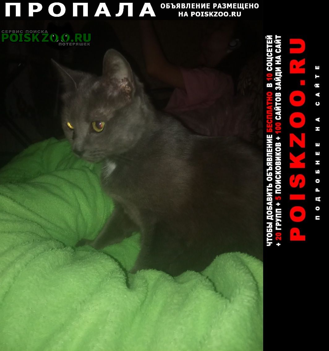 Пропала кошка порода кошки русска голубая Москва