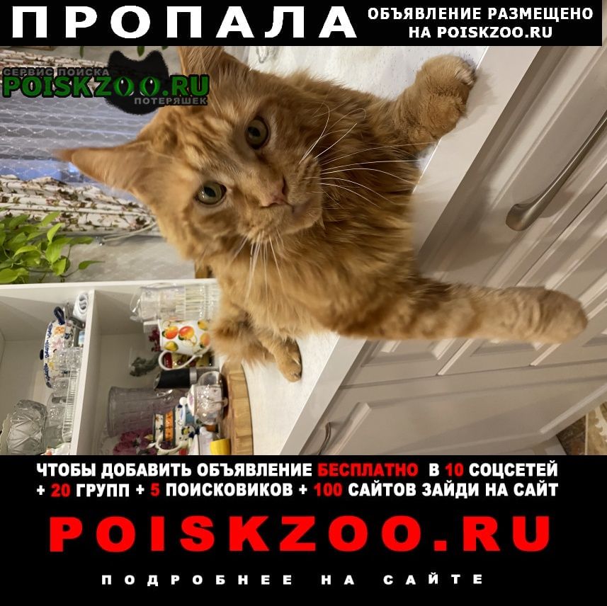 Пропал кот Кострома