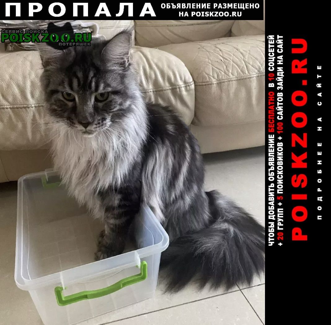 Симферополь Пропал кот породы мейн-кун, зовут элвис.