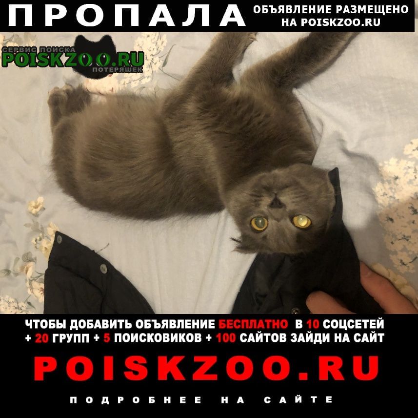 Черкесск Карачаево-Черкесская Республика Пропала кошка карачаевск