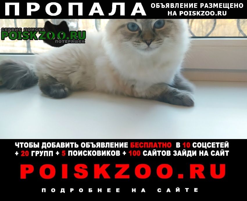 Пропала кошка Протвино (Московская обл.)