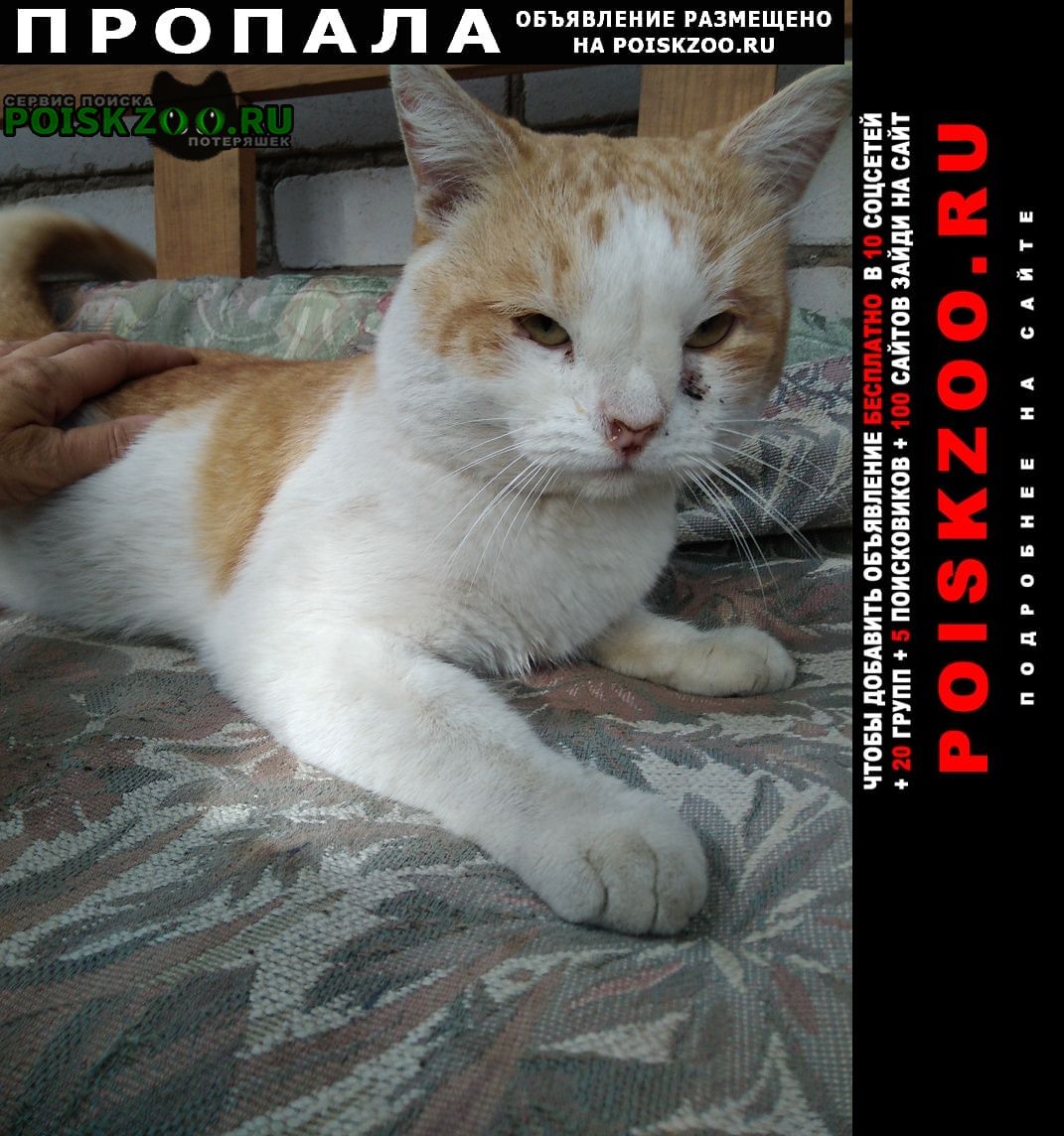 Раменское Пропал кот. рыжий с белым кот.