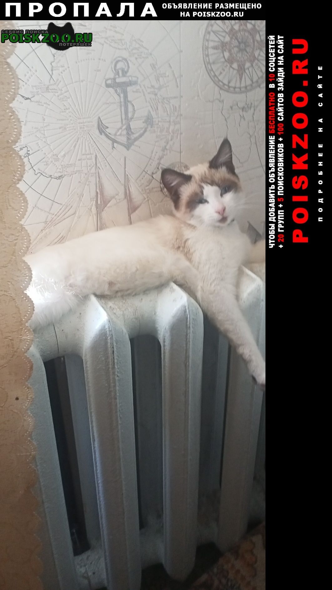 Пропал кот 5 месяцев Брянск