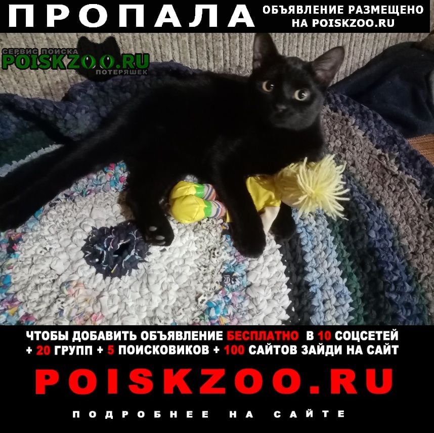 Соликамск Пропал кот черный котик
