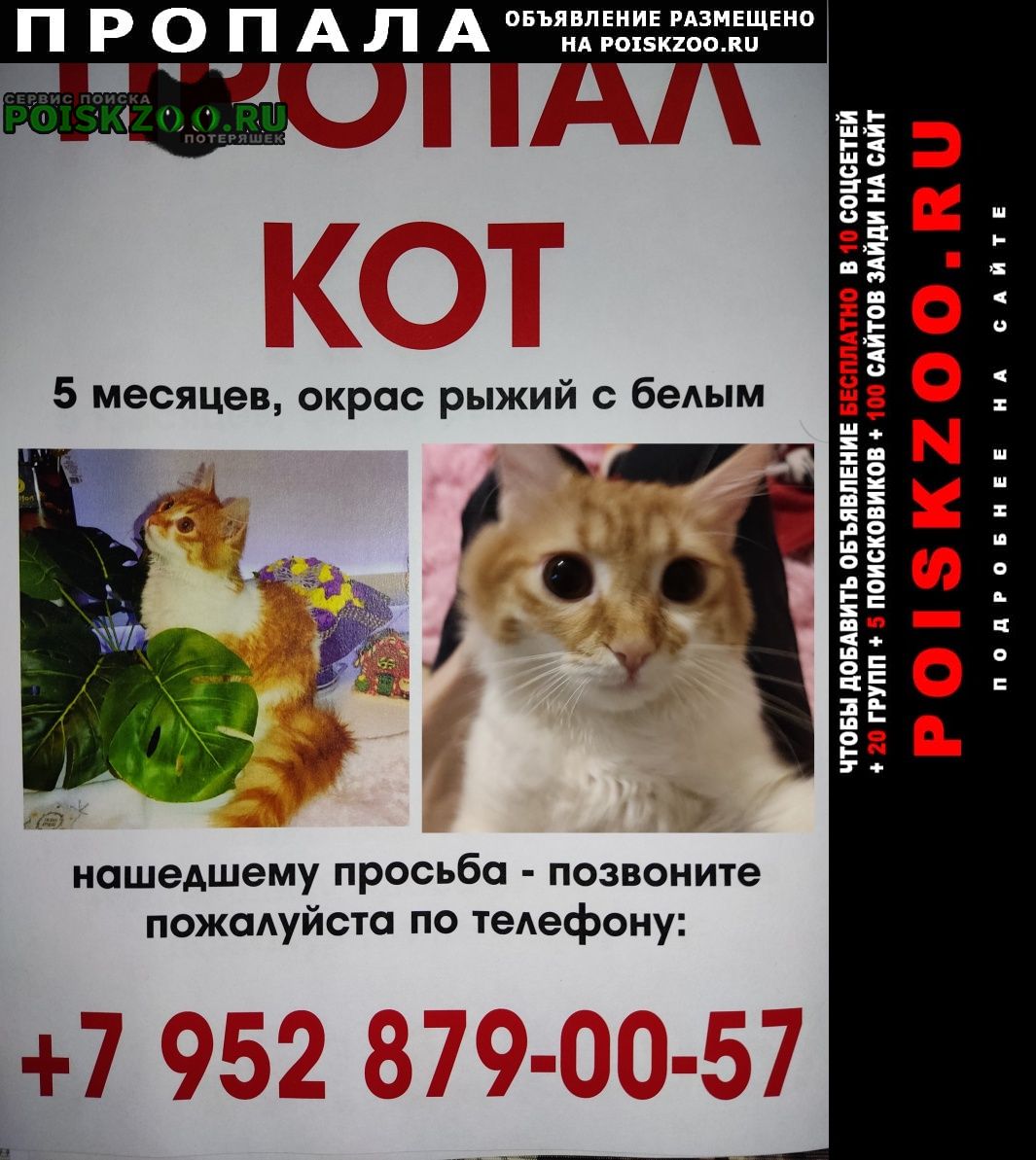 Пропал кот помогите найти кота Лазаревское
