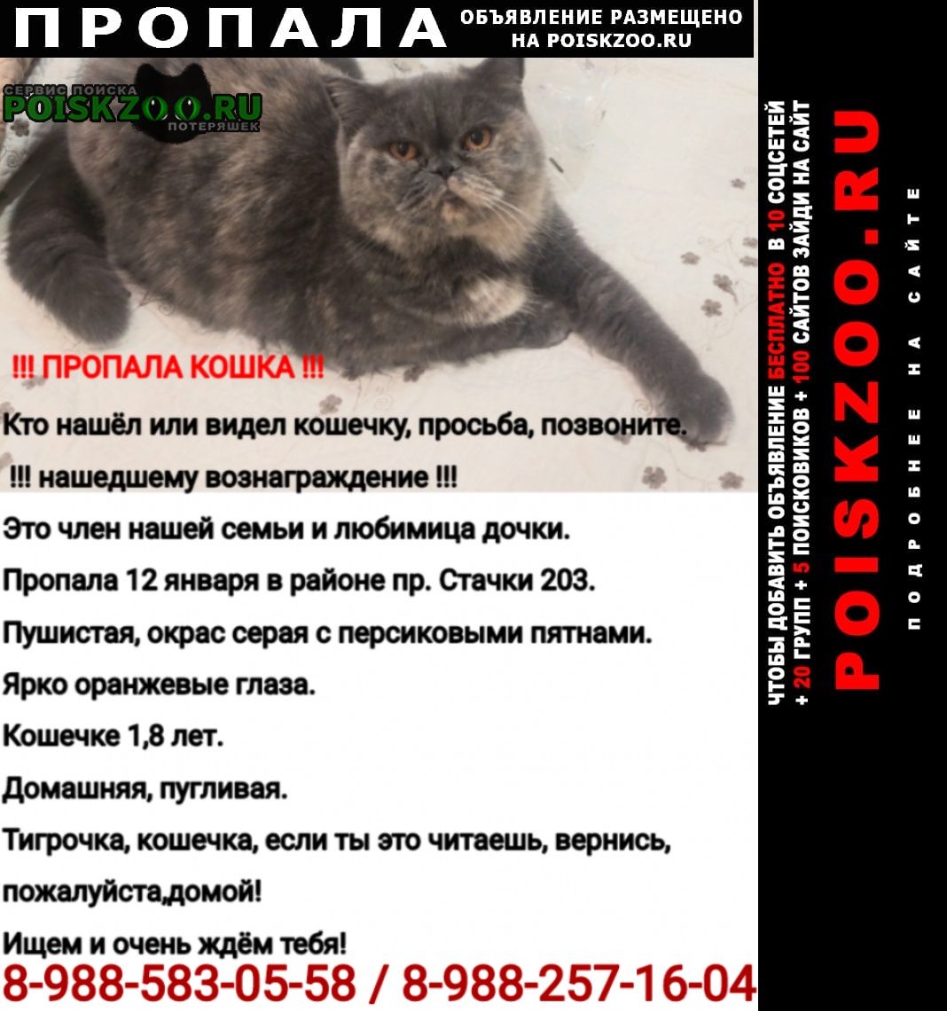Пропала кошка Ростов-на-Дону