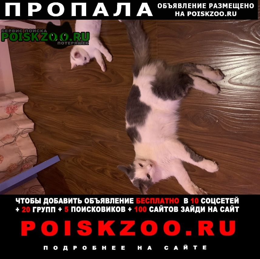 Серпухов Пропала кошка вознаграждение гарантирую