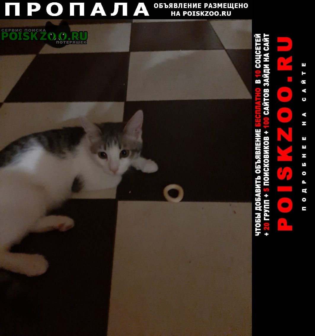 Москва Пропала кошка помогите найти кошку