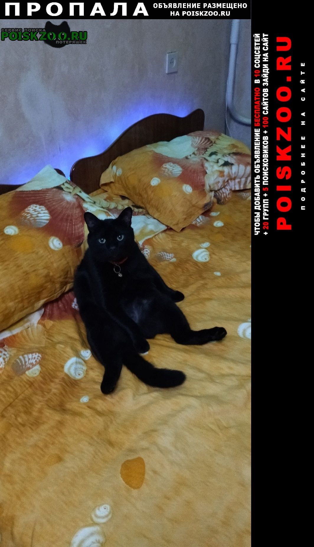 Пропал кот черный кот Краснодар