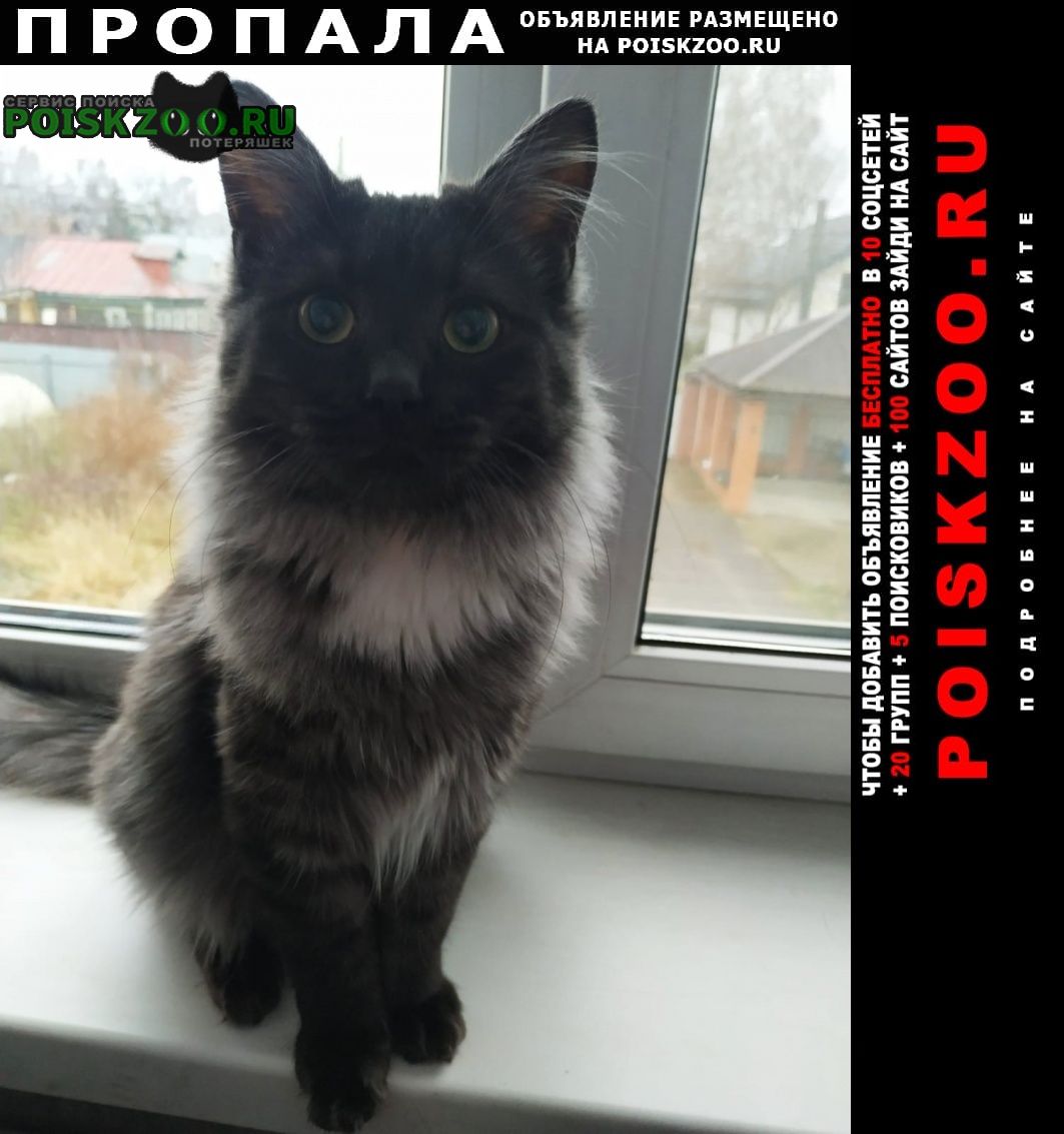 Пропал кот в тарасовке пушкинский район Пушкино