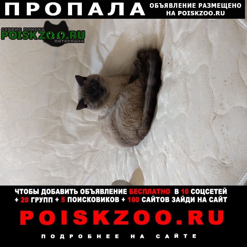 Пропал кот сиамской породы Краснодар