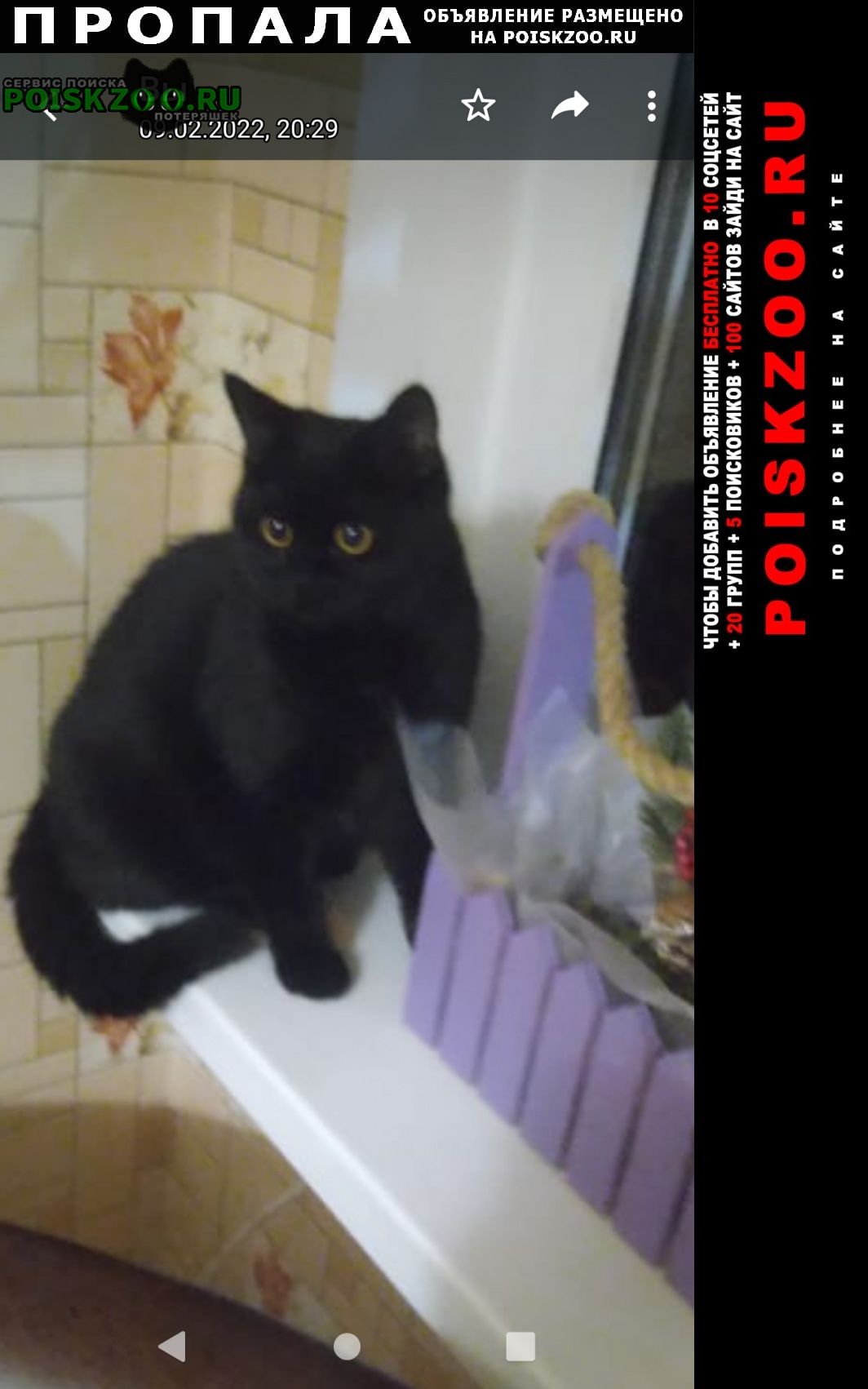 Пропала кошка черная кошка Сочи