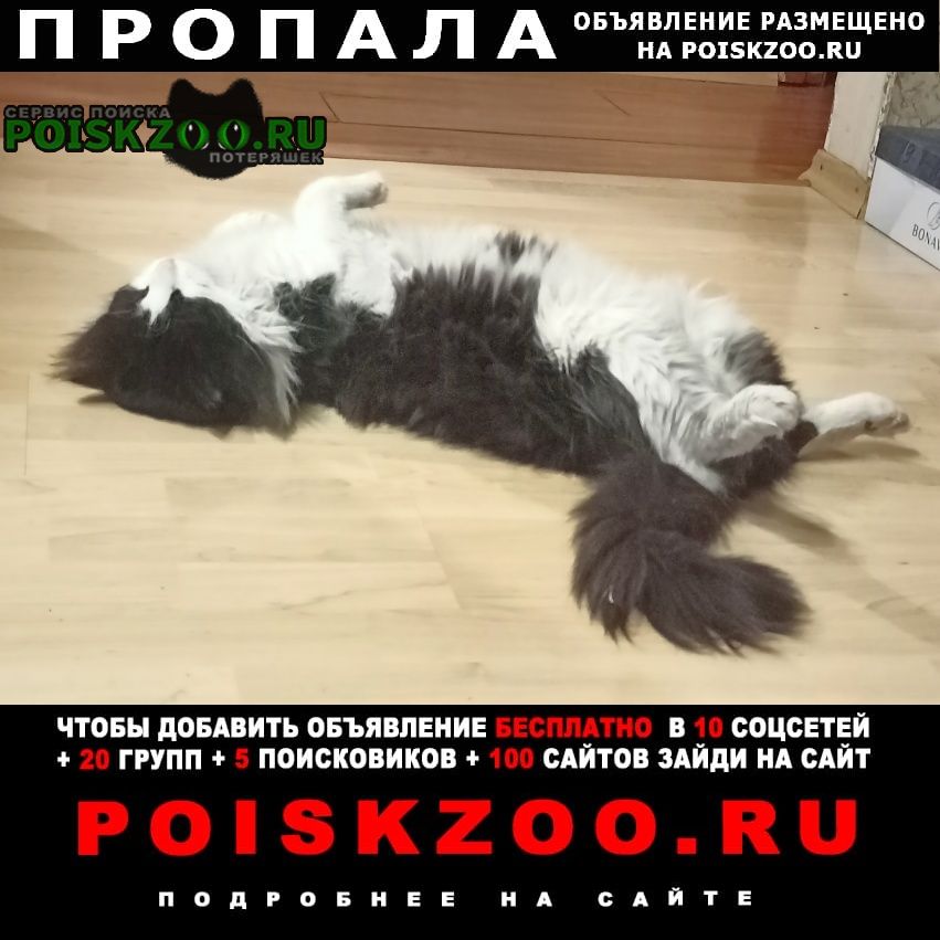 Ангарск Пропал кот