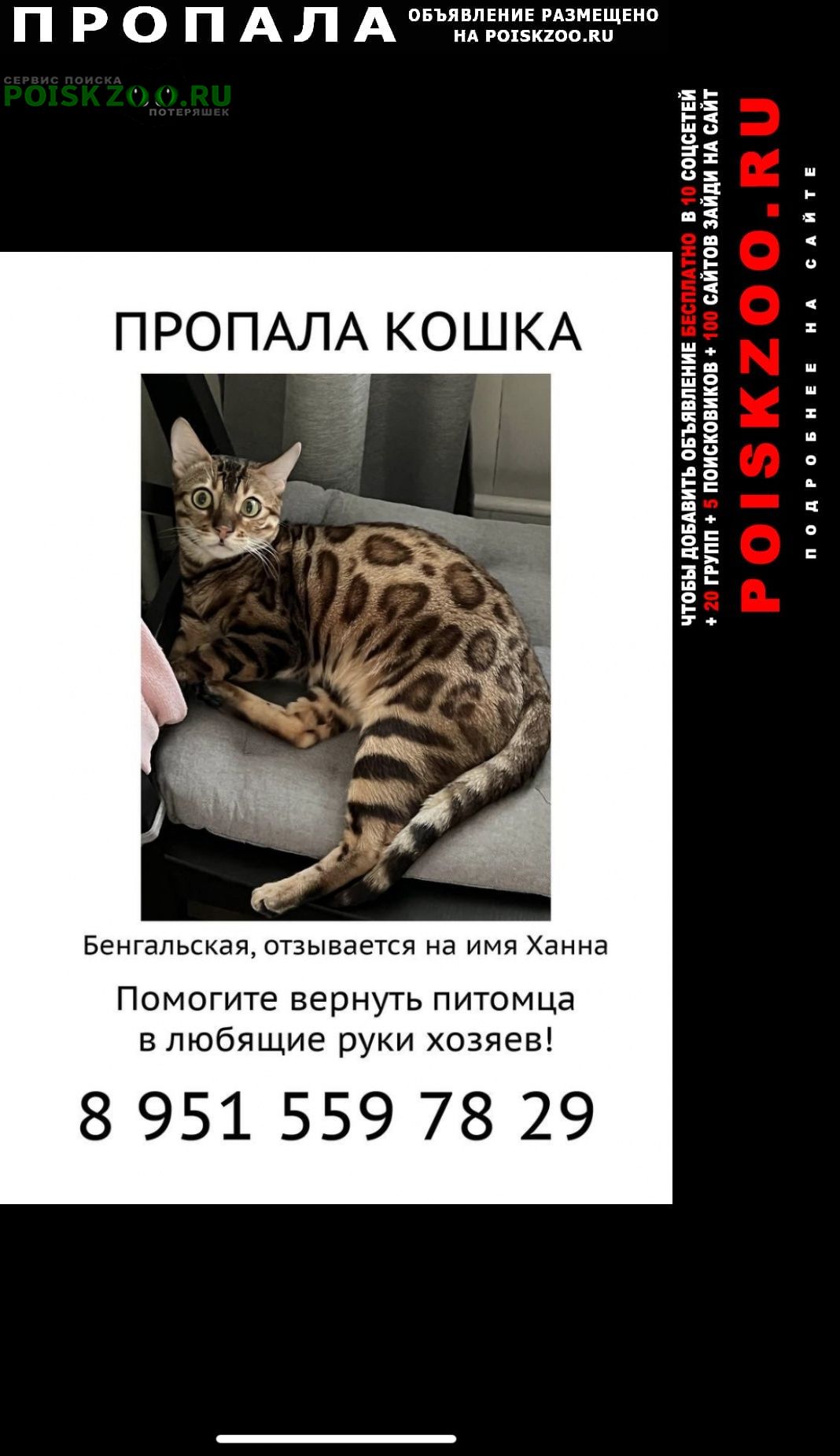 Пропала кошка бенгальская кошка Москва