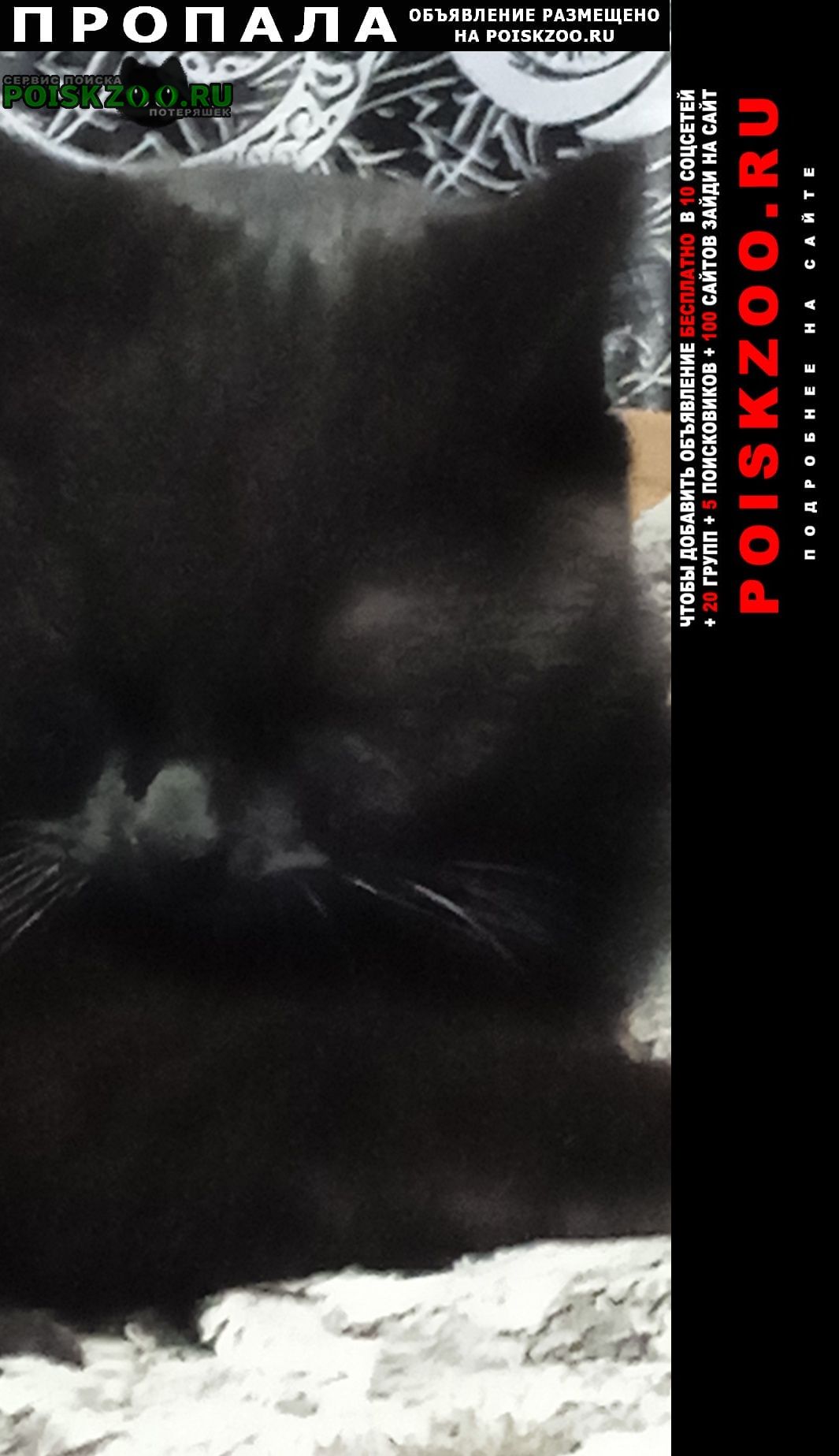 Пропал кот черный кот (серый ошейник) Михайловск Ставропольский край