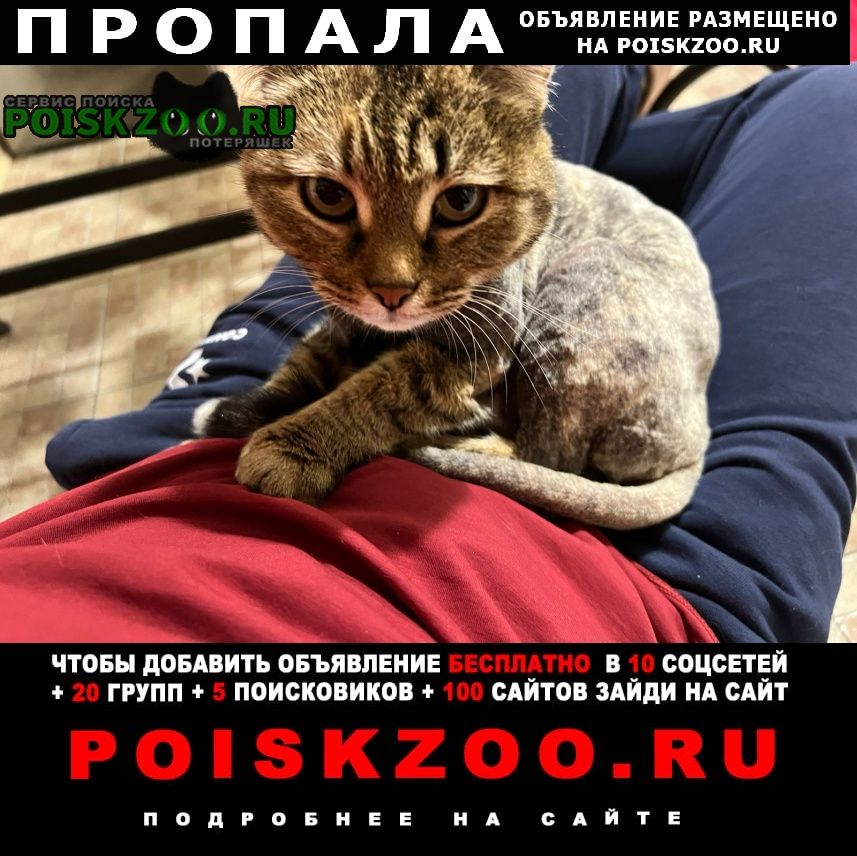 Пропала кошка 5 февраля Москва