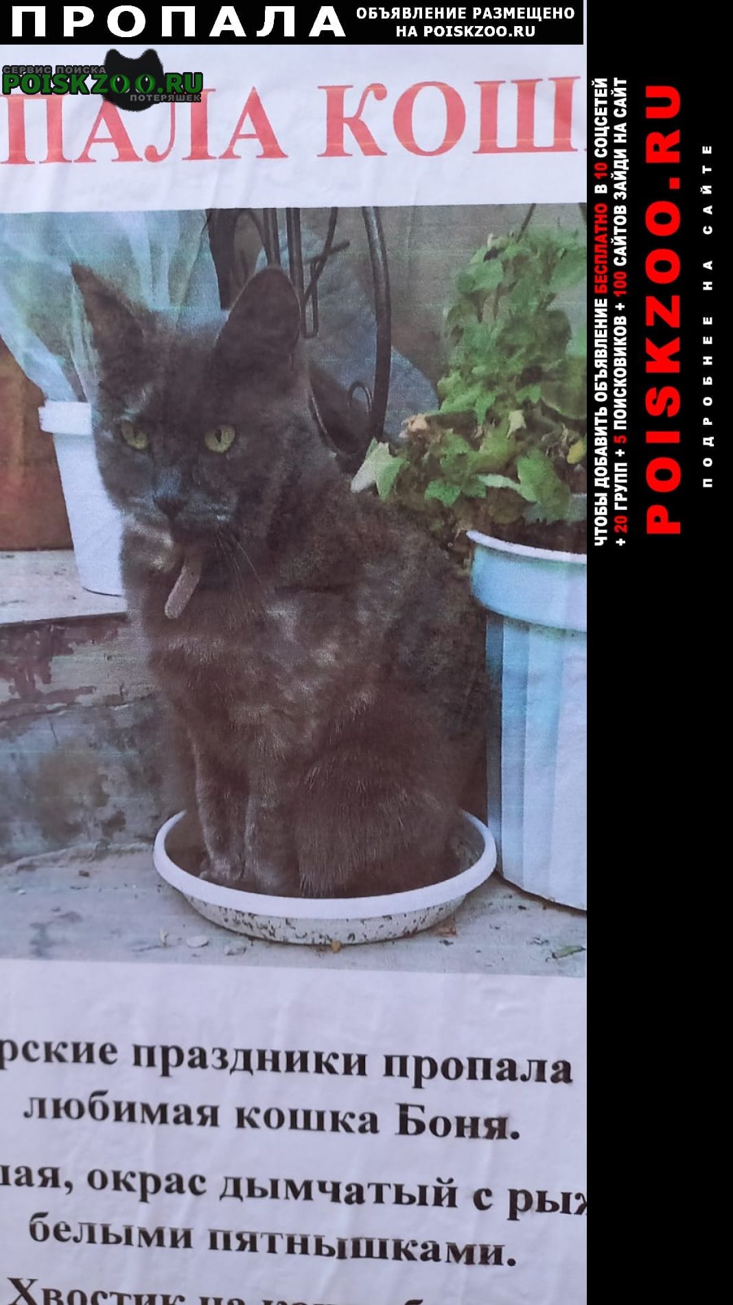 Крымск Пропала кошка боня в районе 7-8 января.