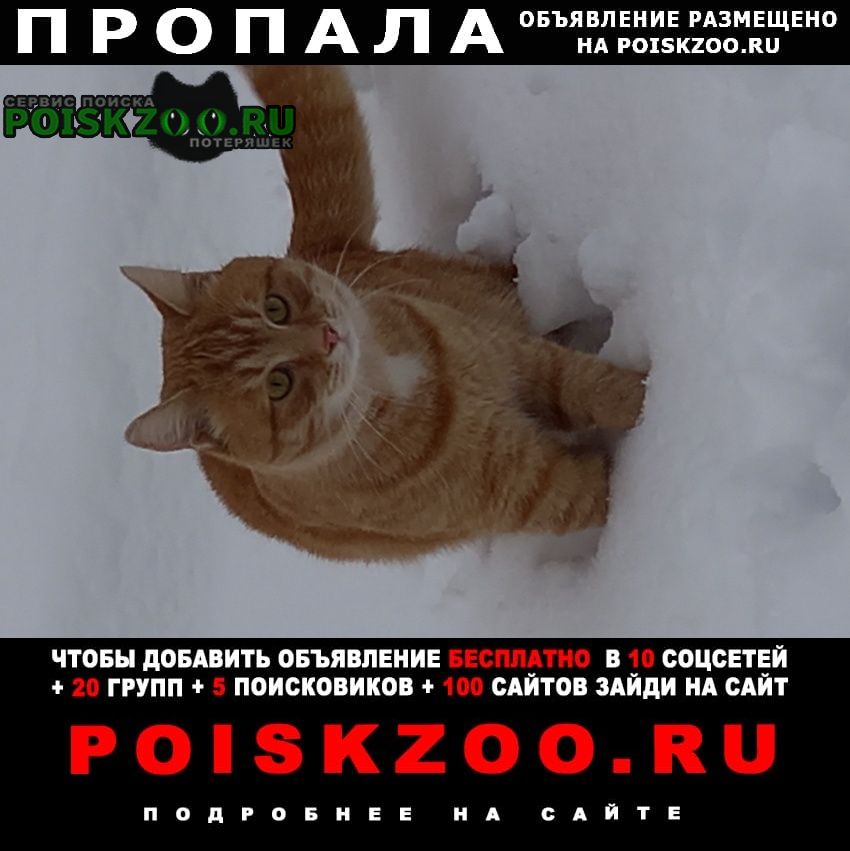 Пропал кот помогите найти Жуковка Брянская обл.