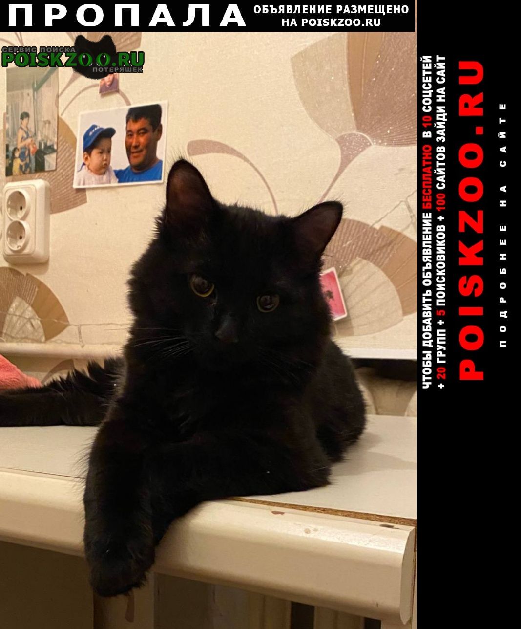 Оренбург Пропал кот черный кот на пролетарской 64