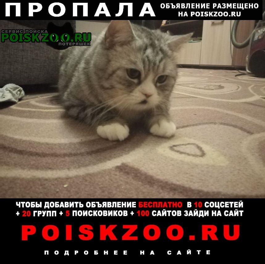 Иваново Пропал кот семен