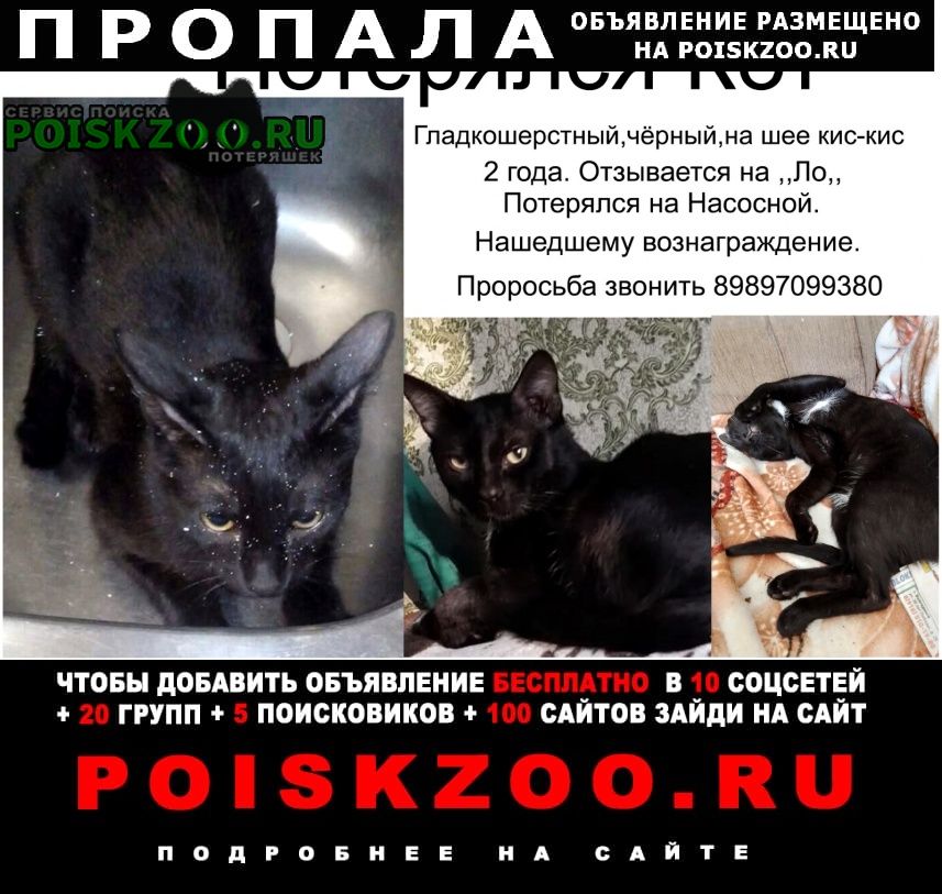 Волгодонск Пропал кот помогите найти