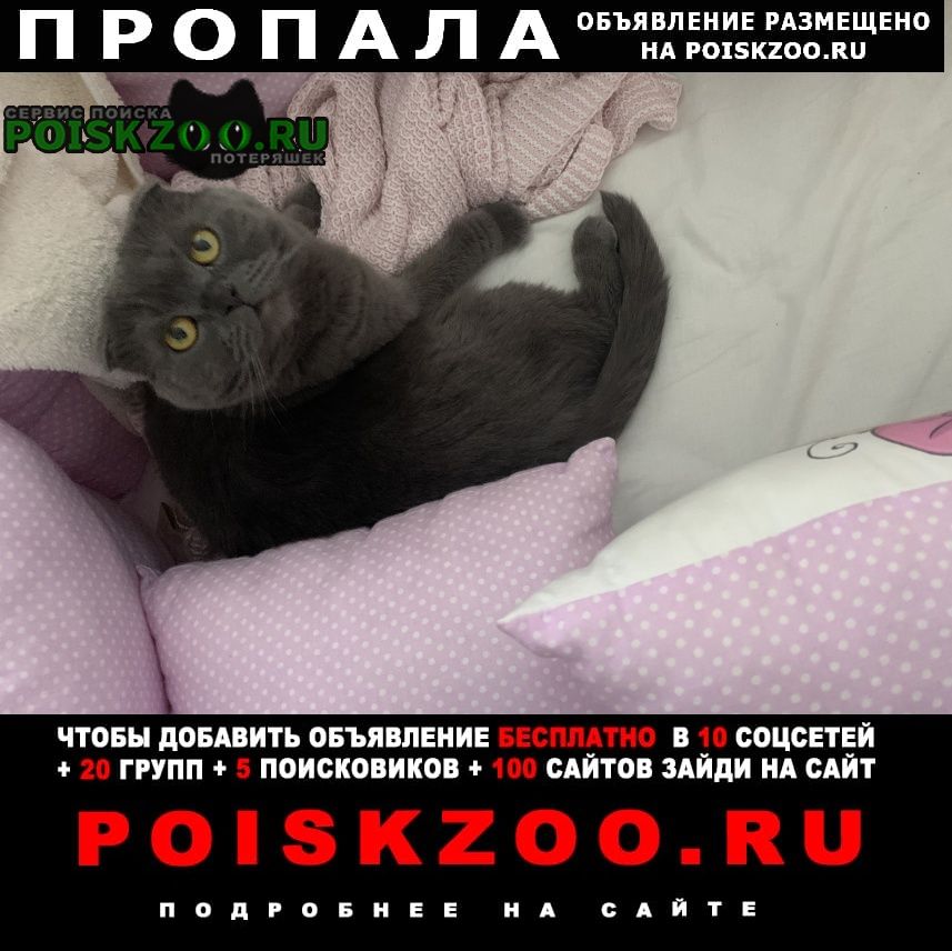 Пропала кошка Красногорск