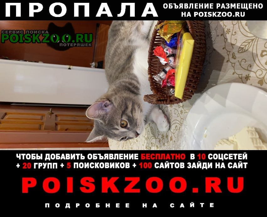 Пропал кот амик Владикавказ