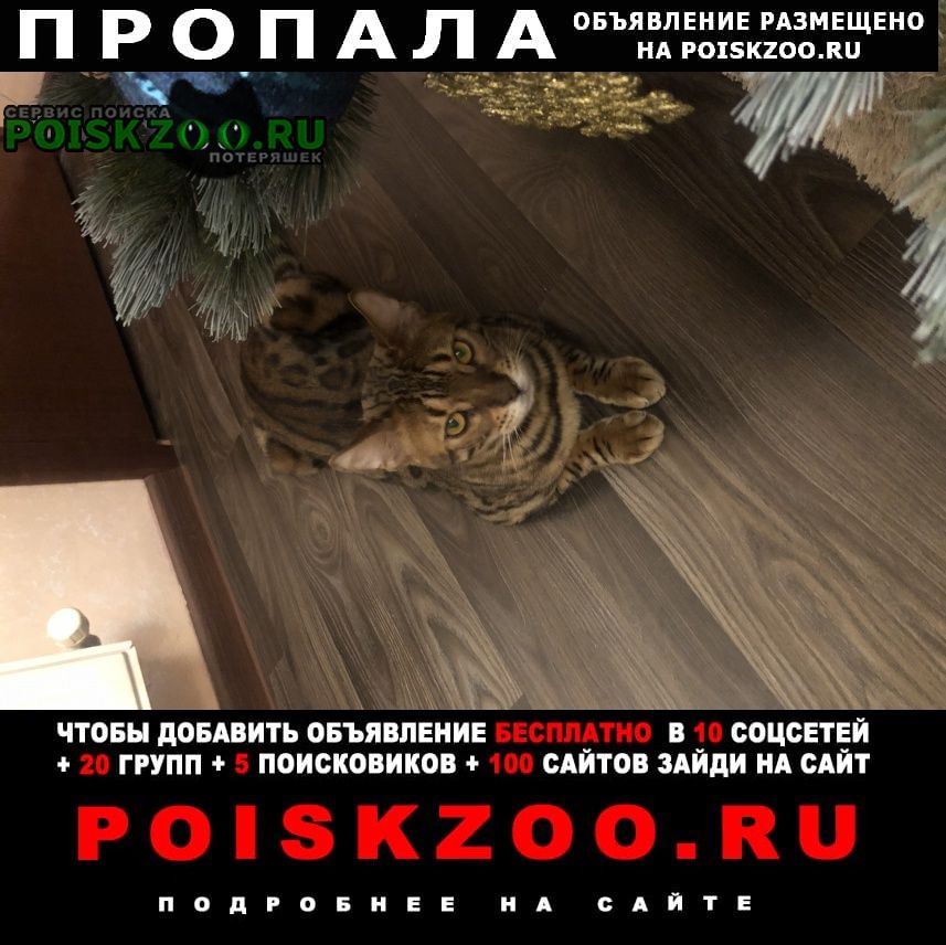 Дмитров Пропал кот боня бенгал