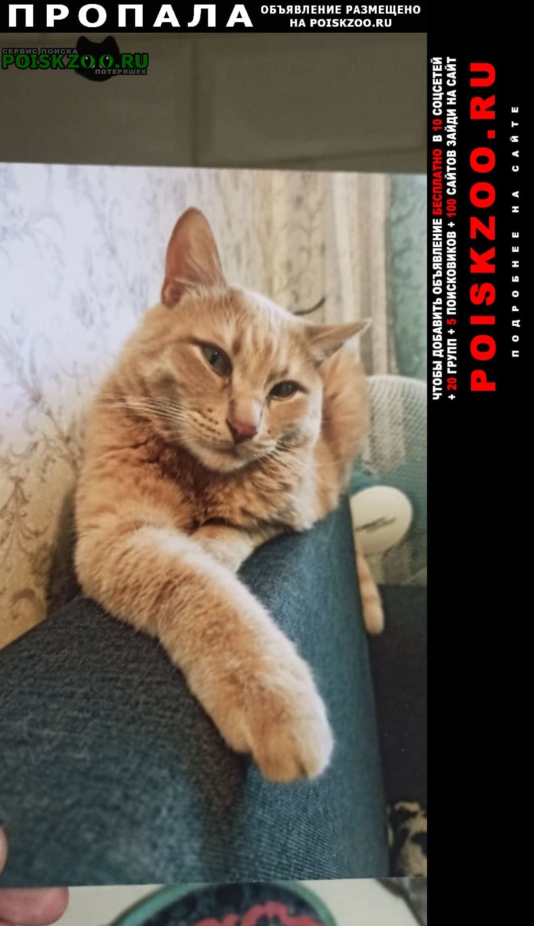 Ярославль Пропал кот твикс на суздалке