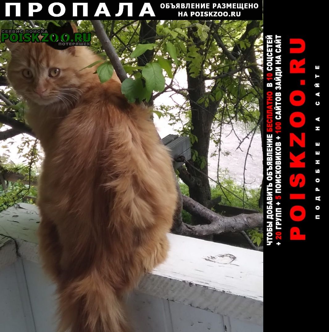 Пропал кот рыжик Донецкая
