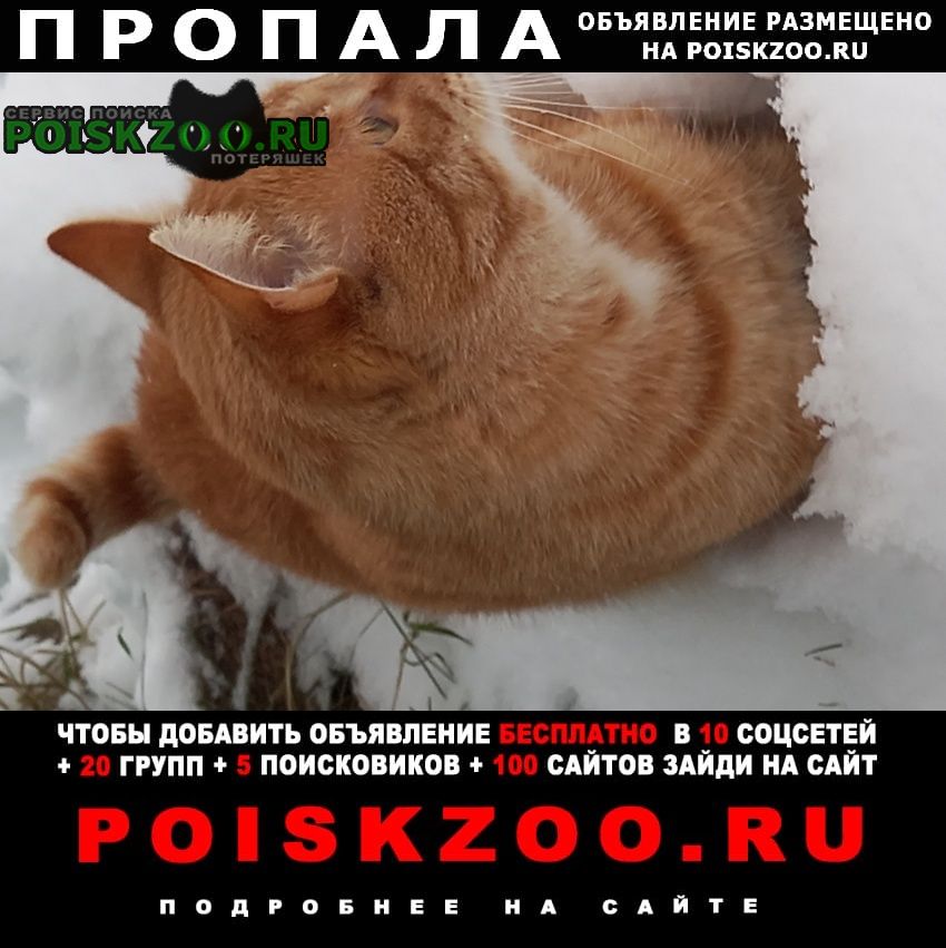 Обнинск Пропал кот рыжий