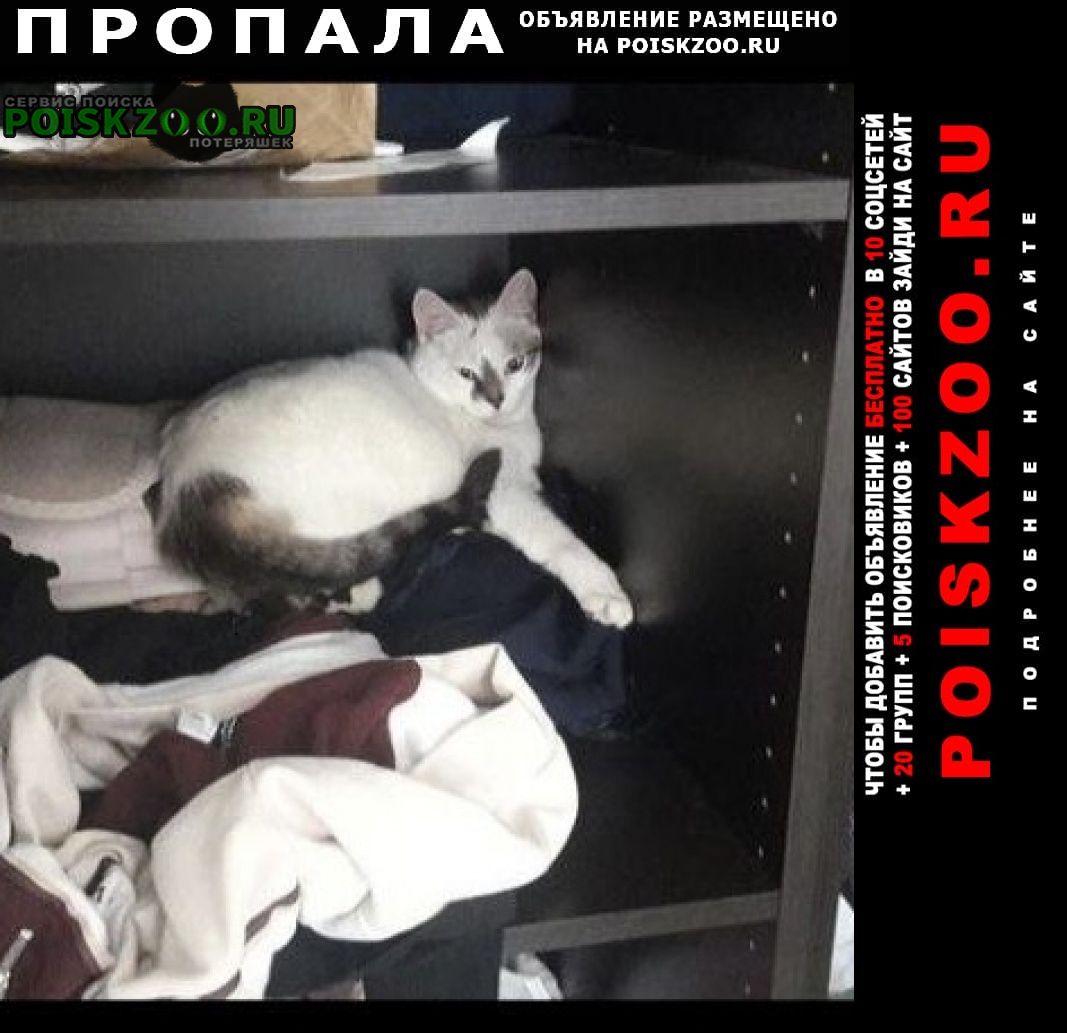 Санкт-Петербург Пропала кошка