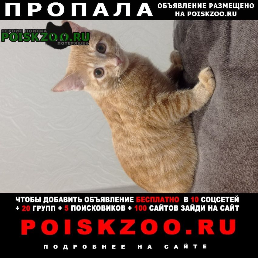 Пропал кот Полевской