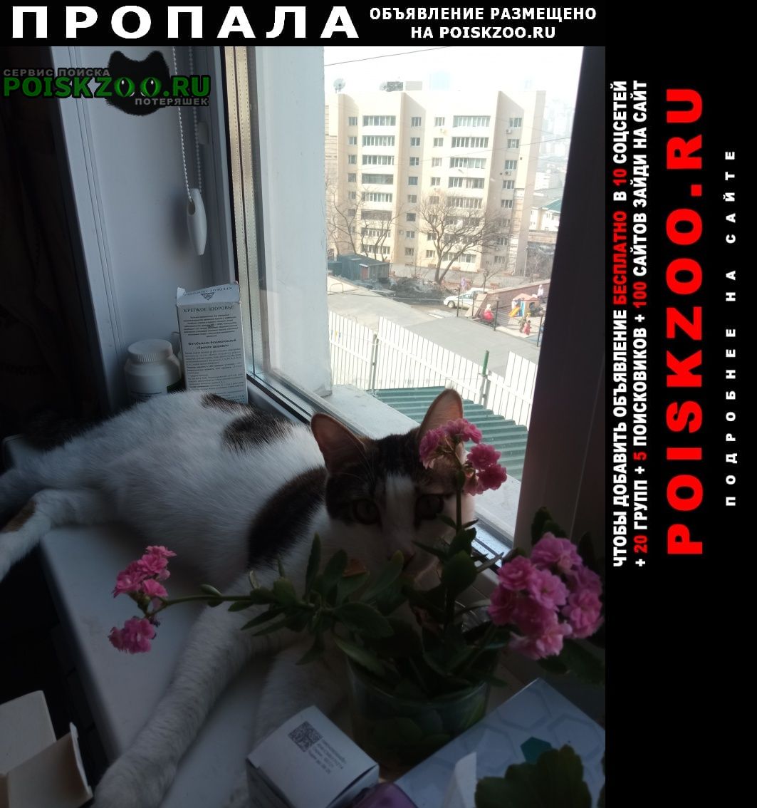 Пропал кот лёша Владивосток