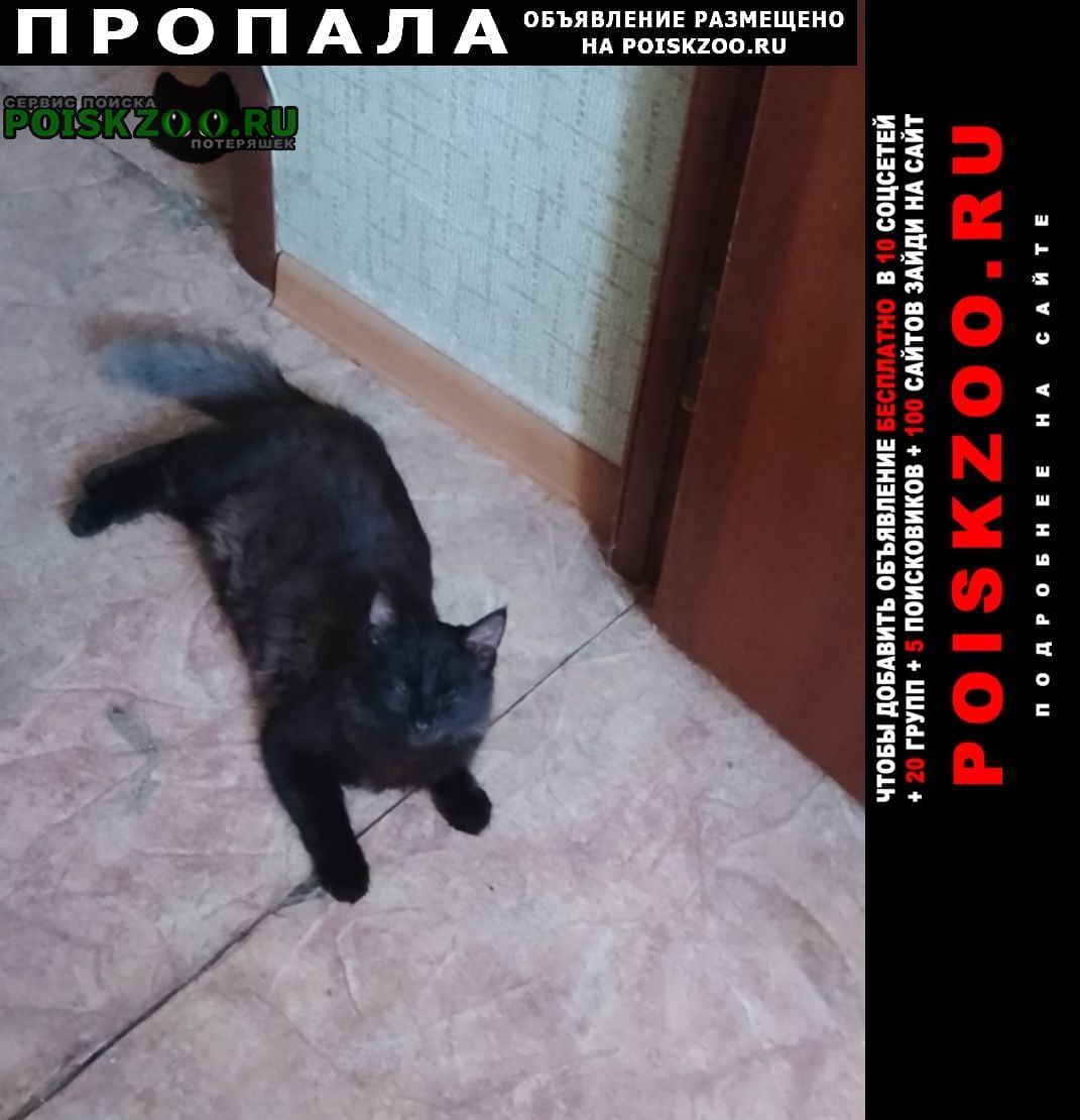 Пропал кот Новомосковск